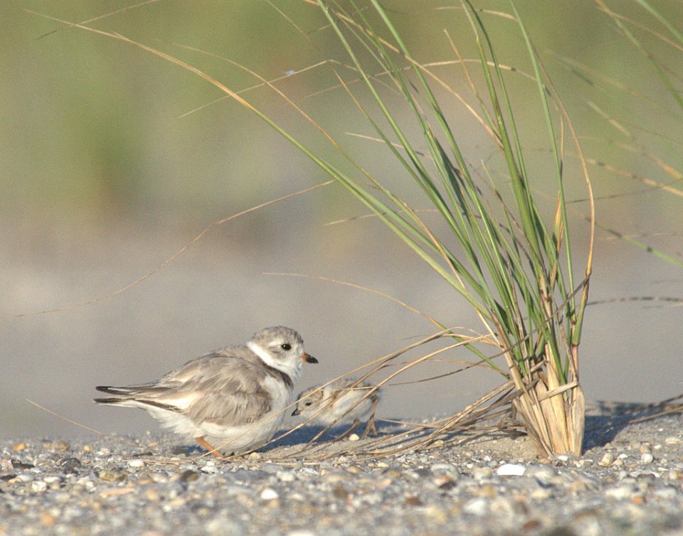 Piping Plover Mom and Her Offspring!